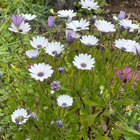 De La Montana - Alpstuga Santa Cruz de Tenerife