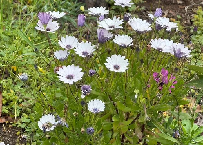 De La Montana - Chalet Santa-Cruz de Ténérife